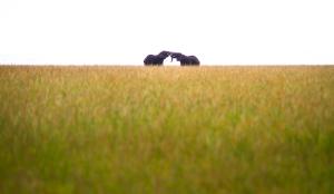 Two elephants fighting in a wide plain