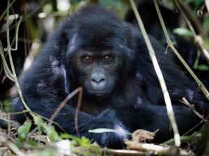Subadult gorilla fixing the lense