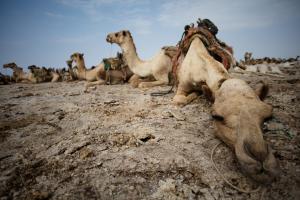 Exhausted camel sleeping