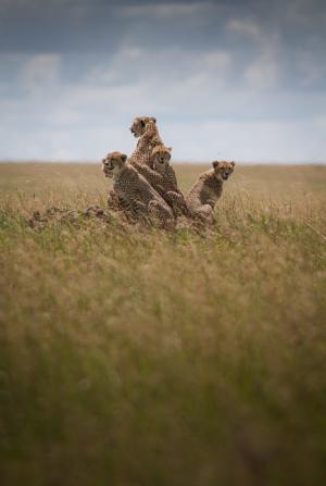 4 cheetah in a field spotting for preys