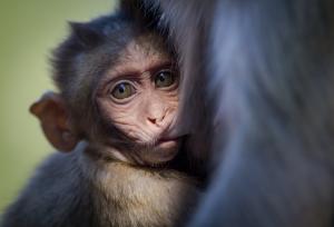 Baby macaque monkey