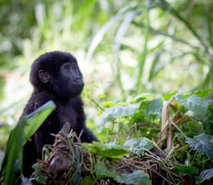 Baby gorilla