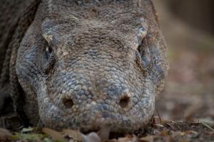 Closeup of the head of a Komodo dragon