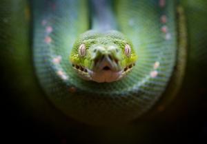 Emerald tree boa facing the camera