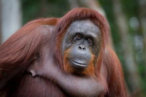Orangutan