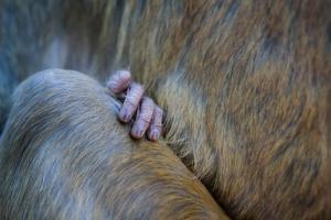 Closeup of the hand of a baby rhesus macaque