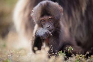 Baby baboon holding his mother