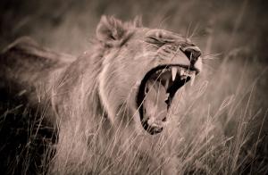 lion yawning