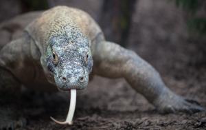 Komodo dragon