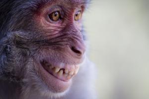 Macaque smiling as a submissive behaviour