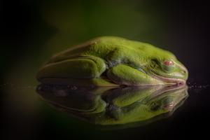 Green frog with its reflect