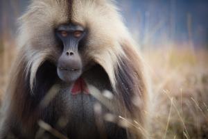 Gelada baboon fixing the camera