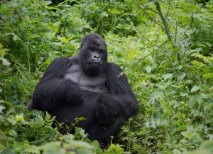 Silverback gorilla