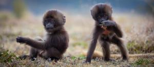 Two young gelada baboons