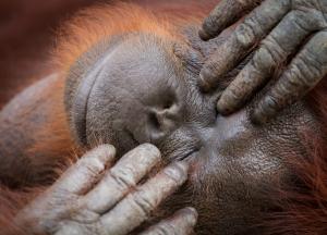 Closeup of a orangutan face with hands on her closed eyes