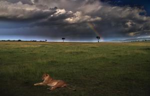 lion resting in front of a rainbow