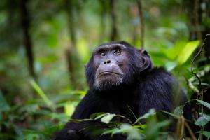 Chimpanzee waiting in the forest