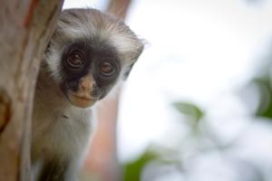 Red colobus looking at the camera behind a tree