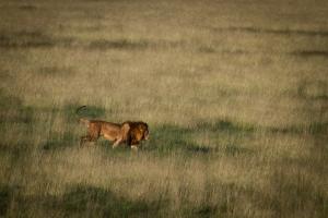 Lion in a dry plain