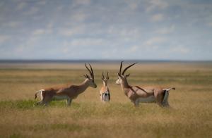 two males gazellas looking at a female