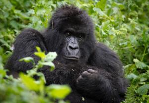 Subadult mountain gorilla